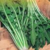 Cicoria Catalogna, Bio, Cassetta 5 Kg.