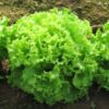 Lattuga Gentile Bio, Cassetta 4 kg.
