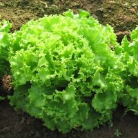 Lattuga Gentile Bio, Cassetta 4 kg.
