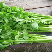 Sedano Verde, Bio, Cassetta 7 Kg.