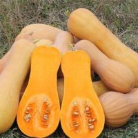 Zucca Violina Liscia, Cassetta 8 kg.
