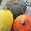 Zucca Vanity, Cassetta 8 Kg.